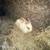 Rabbit (Big Hair) 3 thumbnail