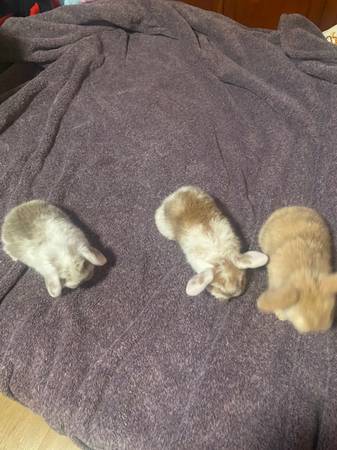 Holland Lop baby bunnies (santa rosa)63683413099905123