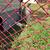 Muscovy ducklings 2 thumbnail