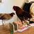 Gallinas Finas/ Gallos 6 thumbnail
