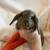 Mini Lop 3 thumbnail