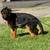 REHOMING GSD rehoming fee 5 thumbnail