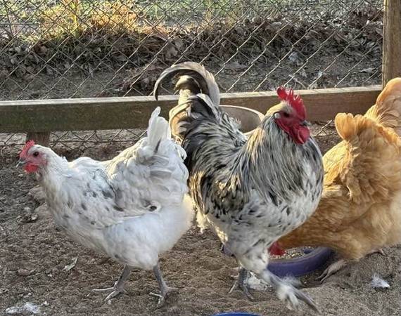 Marans, beautiful pair of Splash Marans 1