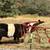 2023 Belted Galloway Heifers 4 thumbnail