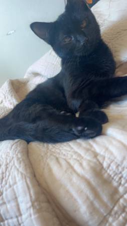 Fixed TNR cats - Friendly (Malaga)63761992515715124