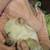 Full blooded apple head chihuahua puppy 1 thumbnail