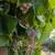 Grapes, two different varieties 5 thumbnail