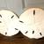 NEW SAND DOLLAR ART SET 1 thumbnail