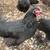 Pullets 4 months old 4 thumbnail