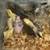 Cockatiel babies birds 1 thumbnail