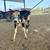 Mini Zebu Cows 2 thumbnail