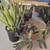 Tons of Plants Starting at $5 to $20!! 4 thumbnail