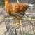 Pullet 2 thumbnail