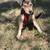 Two 6 month old pups needing a good home 7 thumbnail