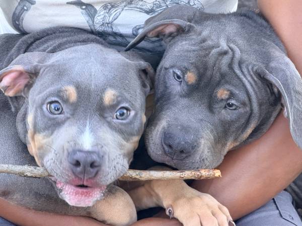 Serious inquiries only American bully (Bloomington, Indiana)64193243358977124