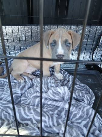 American Staffordshire 1