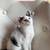 Kitten/kittens 1 thumbnail