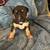 Xl american bully puppies rehoming 7 thumbnail