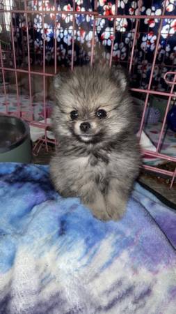 AKC Pomeranian puppy 1