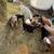 Fainting , boer  goats 3 thumbnail