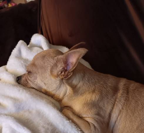 Wanting puppy (Church Hill)63682421927681120
