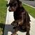 Chocolate Lab needs rehoming 1 thumbnail