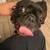 Pet sitter, pet boarding, dog sitter  $20.00 coupon  on 1st rover booking 22 thumbnail