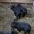 Kune cross piglets 3 thumbnail