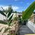 Extra large houseplants 3 thumbnail