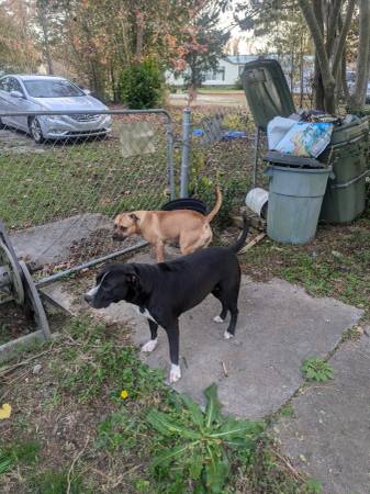 Rehoming 2 beautiful dogs (Fayetteville Nc/Fuquay/varina)63654755574401120