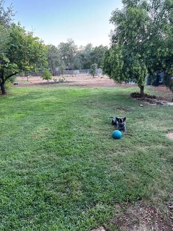 $1,000 / 1br - 500ft2 - Downstairs Apartment for Rent (Redding)63972530493442121