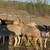 Wether sheep 3 thumbnail
