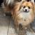 Pomeranian Puppies 5 thumbnail