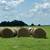 Hay for sale 2 thumbnail