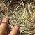 All Types of Hay for Sale - Delivery Available 15 thumbnail