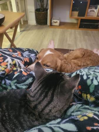 Gorgeous Cat Looking for Home (and kittens!) (Touchet)63922852545666123