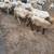 Sheep 4 Sale 1 thumbnail