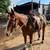 3 Year Old Gelding 3 thumbnail