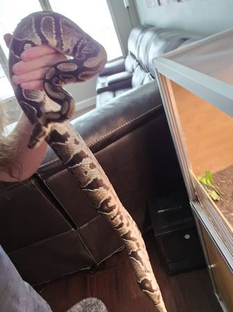 Ball Python Rehoming (Portland)63616292618499122