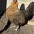 Gallinas ponedoras 10 thumbnail