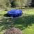 24ft Round Pool Cover – Heavy-Duty Winter Cover for Above Ground Pools 2 thumbnail
