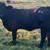 Beefmaster Open Heifers 6 thumbnail