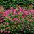 Small Pink Spirea Shrub 1 thumbnail