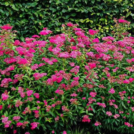 Small Pink Spirea Shrub 1