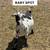 🐐 Nigerian Dwarf Goats Looking for a Loving Home 🐐 2 thumbnail