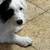 Furr Babies 2 girls rehoming 3 thumbnail