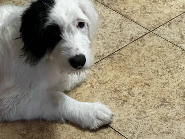 Furr Babies 2 chicas en adopción (Palm Desert)63439153105923122