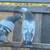 PIGEONS 19 thumbnail