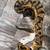 Pied male and female pair Ball Pythons Great eaters 2 thumbnail