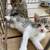 Rehoming Two adorable kittens 2 thumbnail